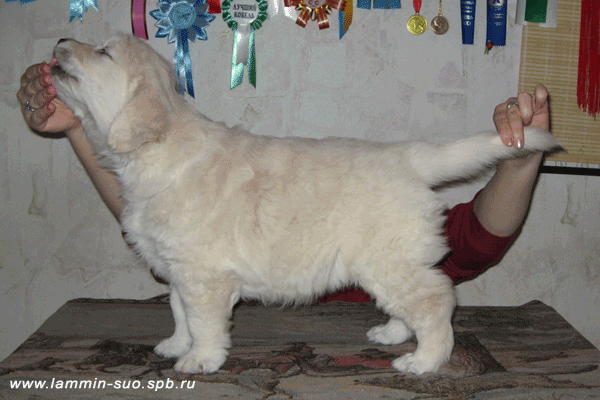 Lammin Suo Azalea Indica, 6 weeks