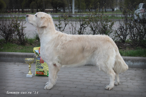 03.05.2014. XI National Golden Retrievers Show. Ambergold GK Canzone Con Amore, RCW in veteran class