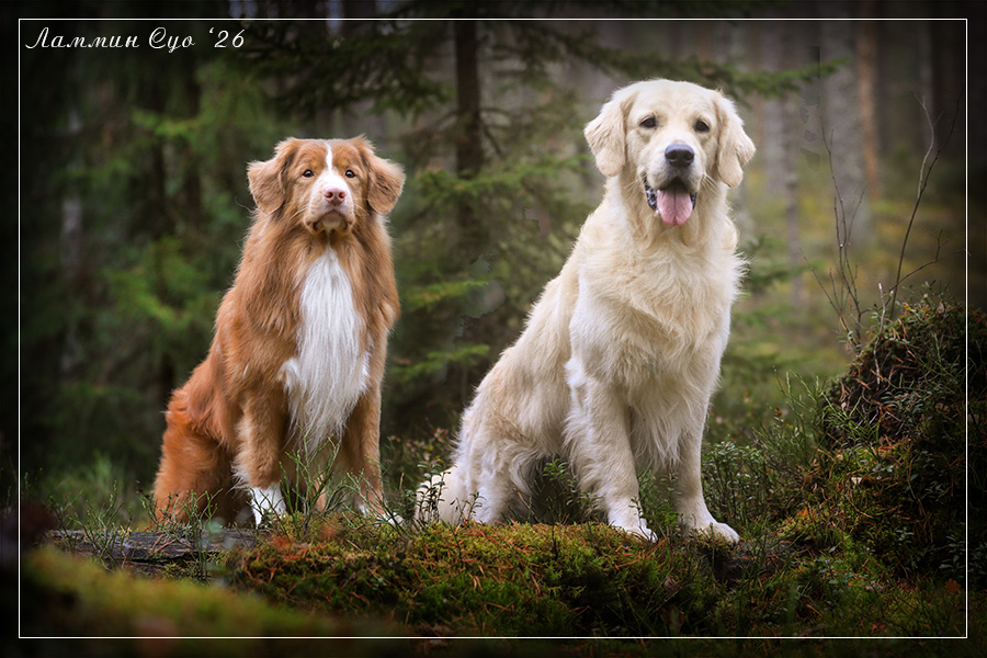 ���������� �������� (������ ��������), ��������������� �������� (������)