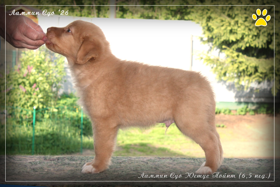 ùåíêè òîëëåðà